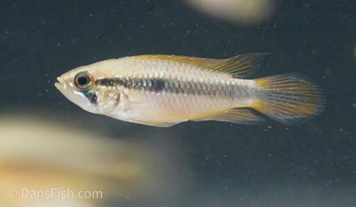 Apistogramma agassizii Wild Form