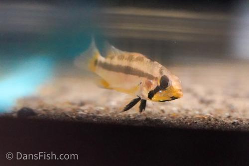 Apistogramma allpahuayo Yellow - Tank #FF4