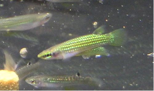 Aplocheilus blockii, Trio (1M2F)