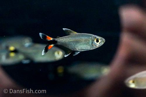 Bonita Tetra