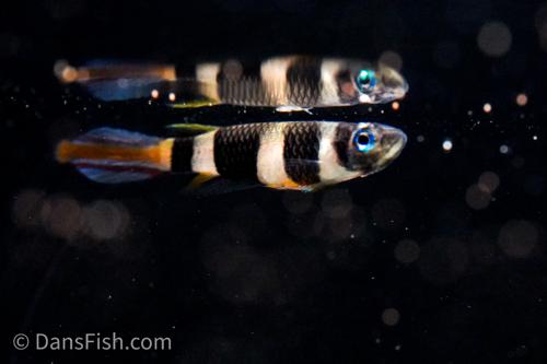 Clown Killifish