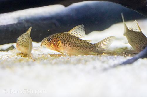 Corydoras CW140