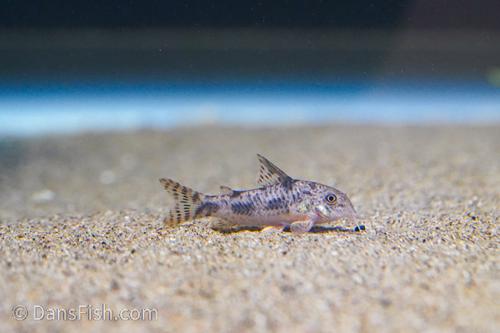 Corydoras carlae