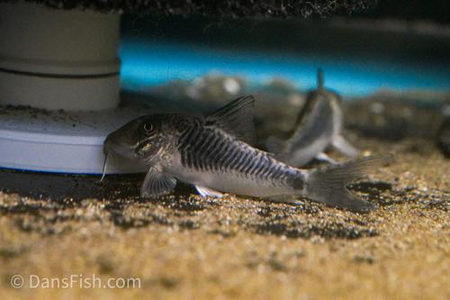 Corydoras geoffroy