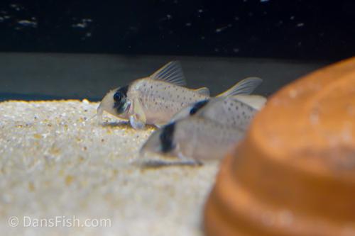 Corydoras sp. Tank #GG4
