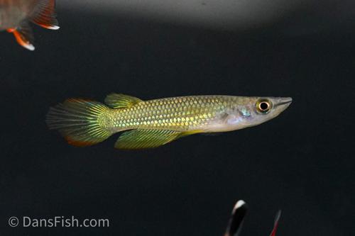 Golden Wonder Killifish