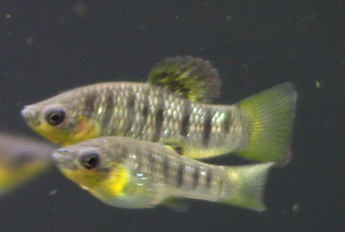 Humpback Limia, Female
