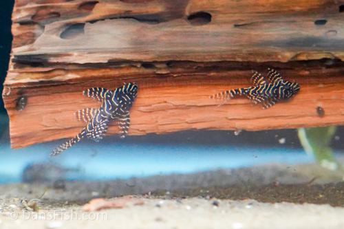 L260 Queen Arabesque Pleco
