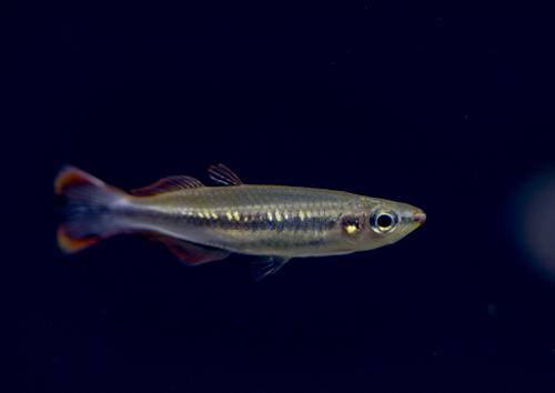 Madagascar Rainbow