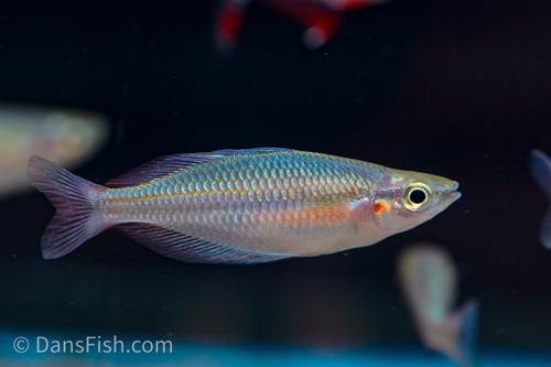 Melanotaenia goldiei "Kiura"