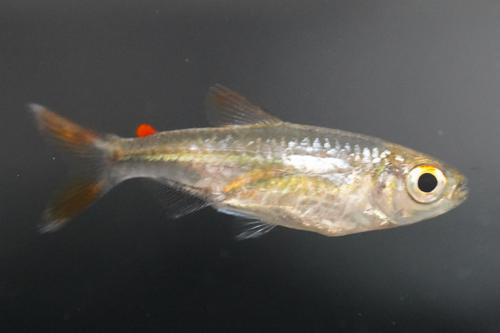 Microalestes stormsi