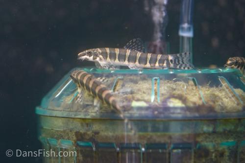 Serpent Loach
