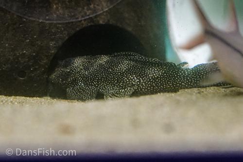 L262 Stardust Pleco