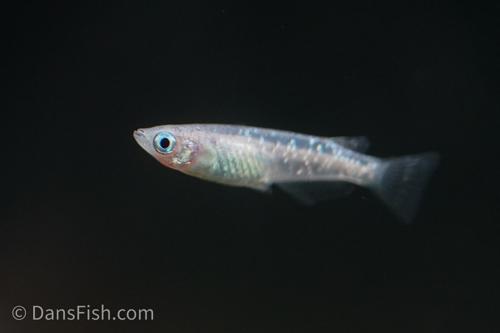 Lamé Ricefish