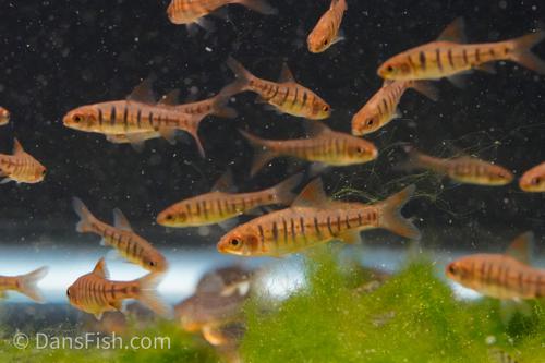 African Banded Barb