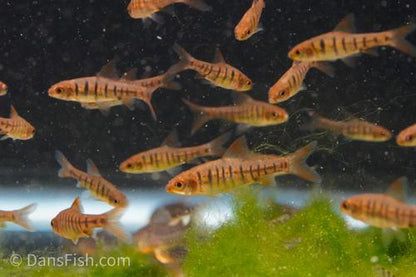 African Banded Barb