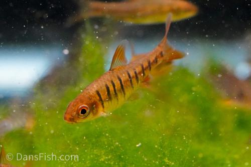 African Banded Barb