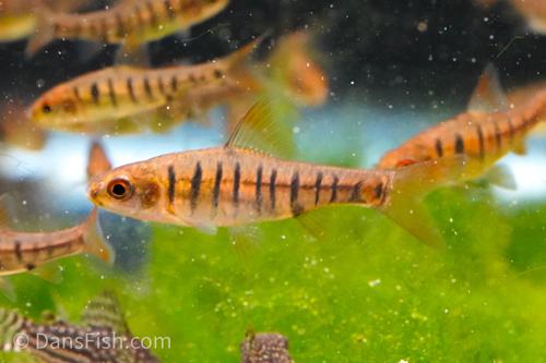 African Banded Barb
