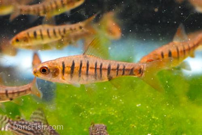 African Banded Barb