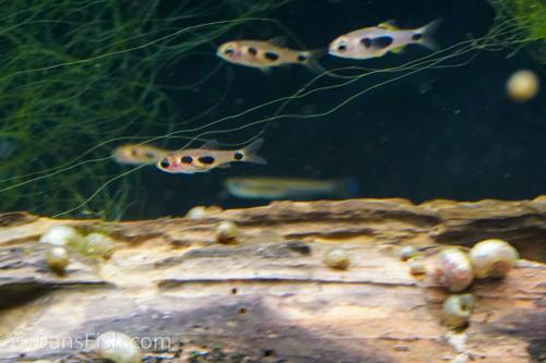 African Butterfly Barb 'Nioki Lake'