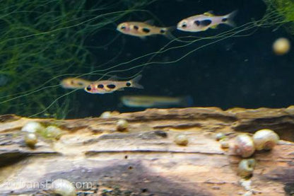 African Butterfly Barb 'Nioki Lake'
