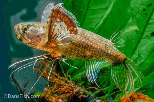 African Butterfly Fish