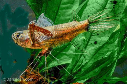 African Butterfly Fish