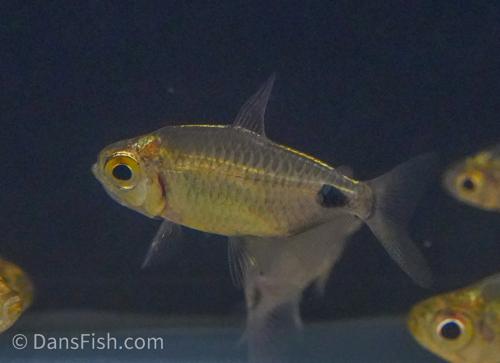 African Moon Tetra 'Ndjili River - Kinshasa State'