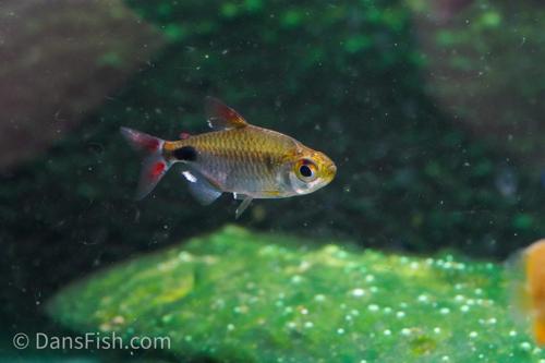 African Moon Tetra 'Ndjili River - Kinshasa State'