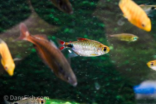 African Moon Tetra 'Ndjili River - Kinshasa State'