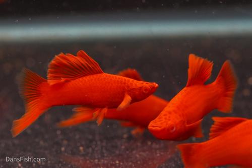 Albino Bloodred Cauliflower Sabertail Swordtail, Pair (1M1F)