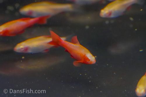 Albino Cherry Barb