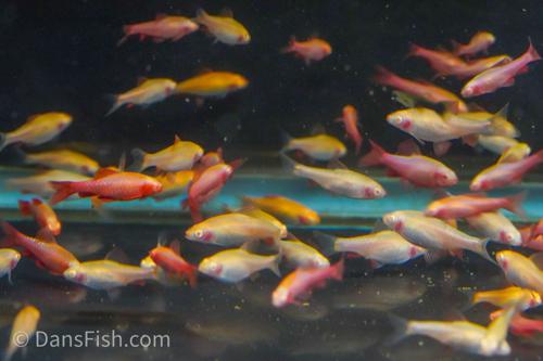 Albino Cherry Barb