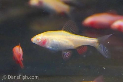 Albino Cherry Barb