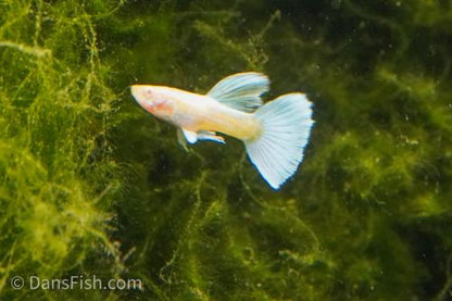 Albino Full Platinum Guppy, Pair (1M1F)