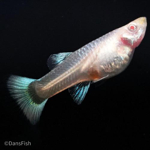 Albino Full Platinum Guppy, Pair (1M1F)