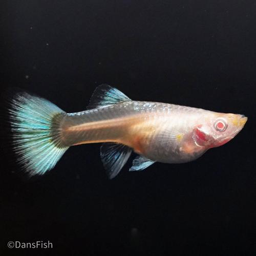 Albino Full Platinum Guppy, Pair (1M1F)