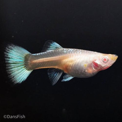 Albino Full Platinum Guppy, Pair (1M1F)