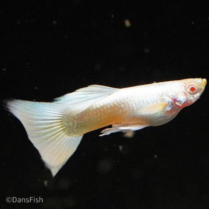 Albino Full Platinum Guppy, Pair (1M1F)