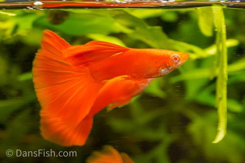 Albino Full Red Guppy, Male