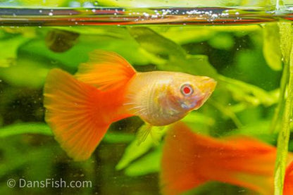 Albino Full Red Guppy, Male