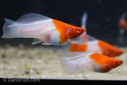 Albino Kohaku Koi High Fin Swordtail, Pair (1M1F)