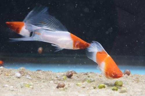Albino Kohaku Koi High Fin Swordtail, Pair (1M1F)