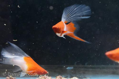 Albino Kohaku Koi High Fin Swordtail, Pair (1M1F)