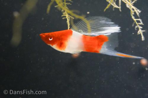 Albino Kohaku Koi High Fin Swordtail, Pair (1M1F)