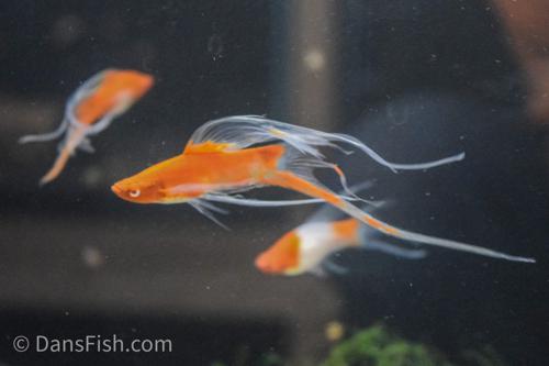 Albino Kohaku Koi Lyretail Swordtail
