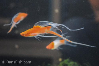 Albino Kohaku Koi Lyretail Swordtail