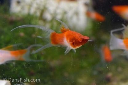 Albino Kohaku Koi Lyretail Swordtail