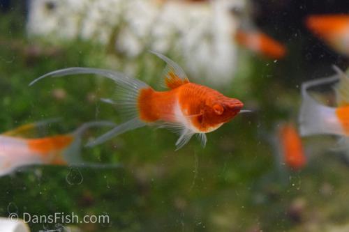 Albino Kohaku Koi Lyretail Swordtail