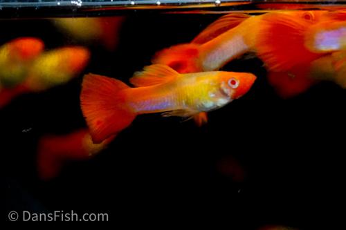 Albino Koi Guppy, Pair (1M1F)